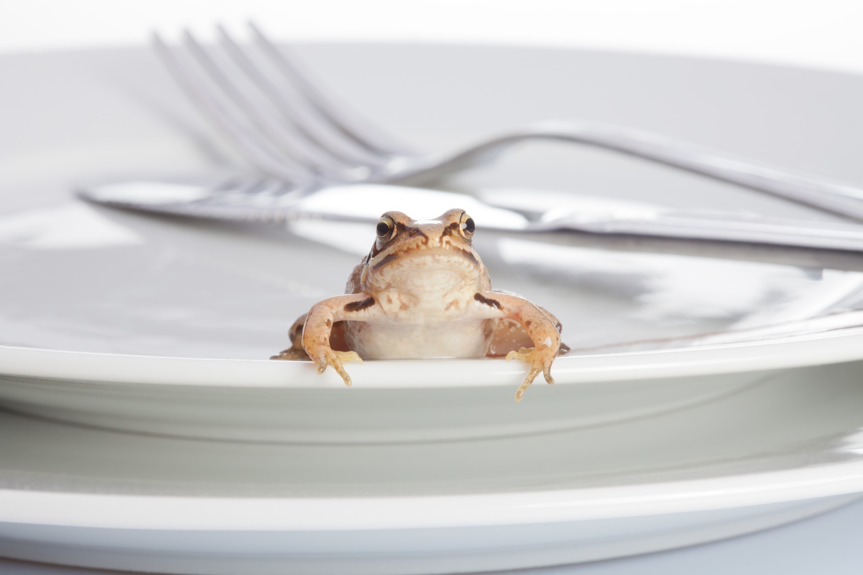 Frog For Breakfast